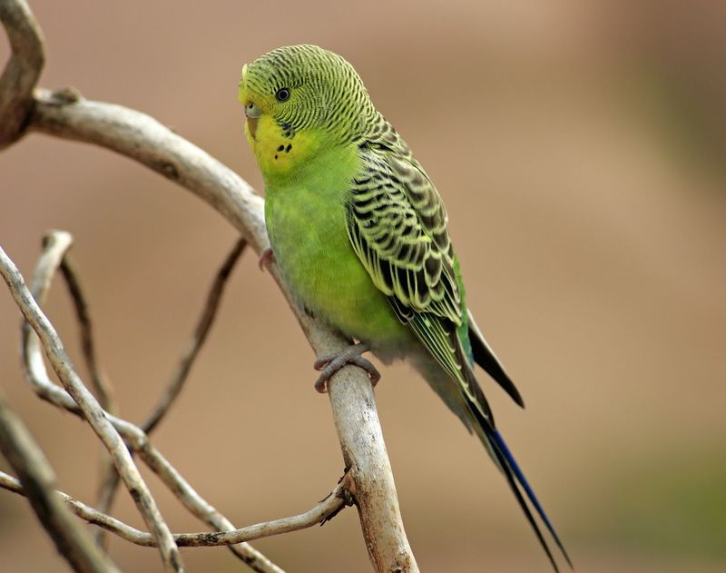 Parakeet