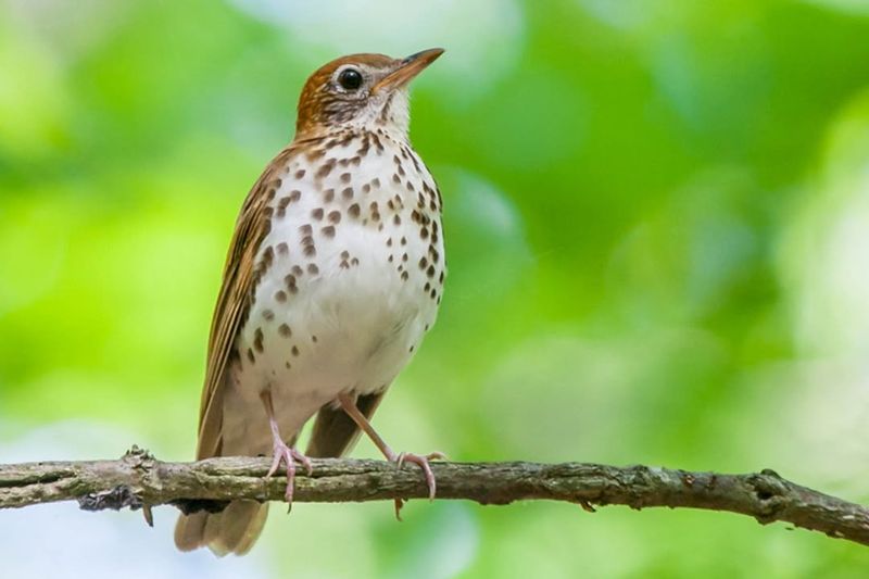 Wood Thrush