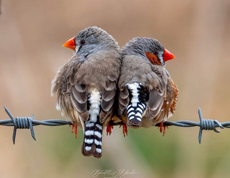 Zebra Finch