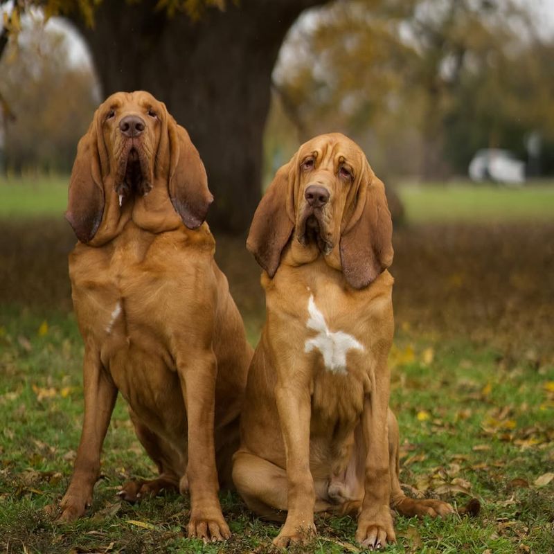 Bloodhound