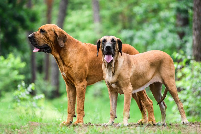 Brazilian Mastiff (Fila Brasileiro)