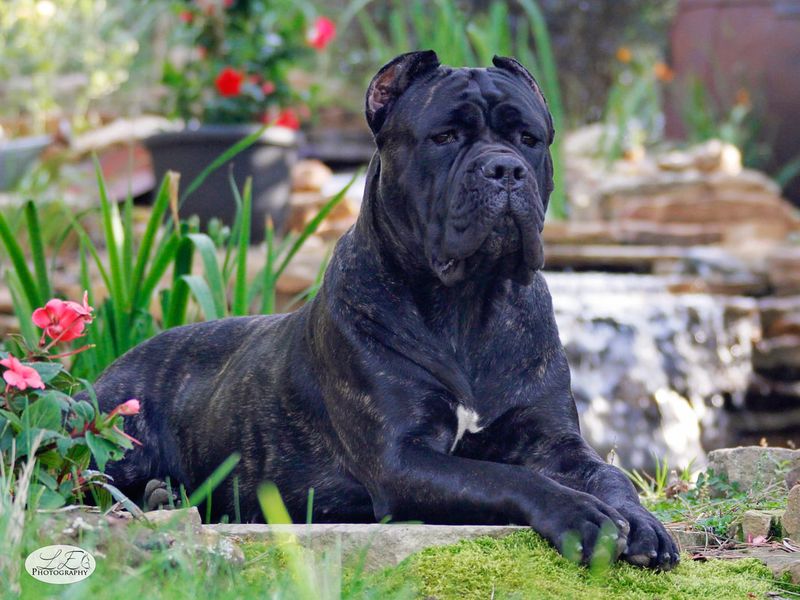 Cane Corso
