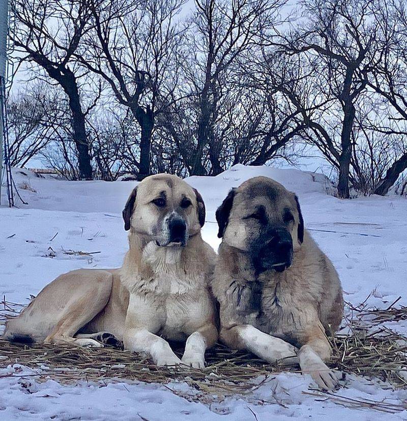 Kangal