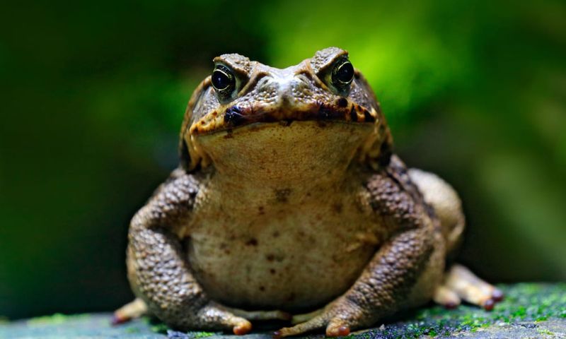 Cane Toads