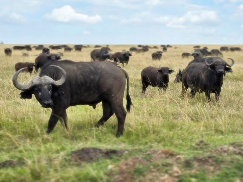 Cape Buffalo