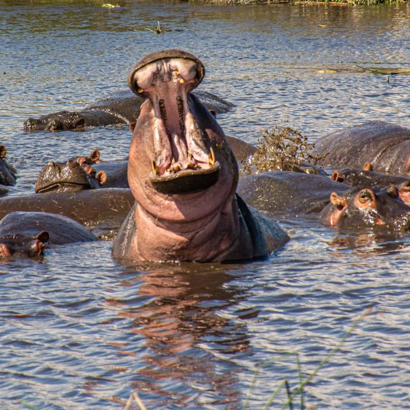 Hippopotamus