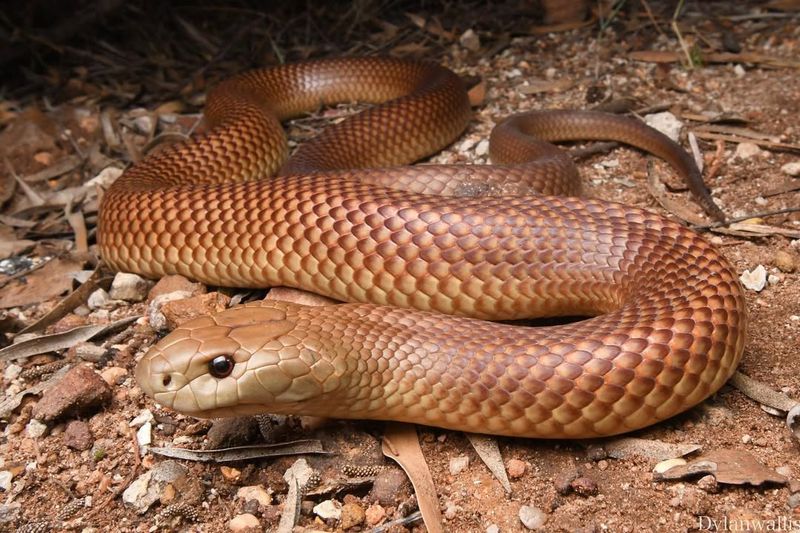 King Brown Snake