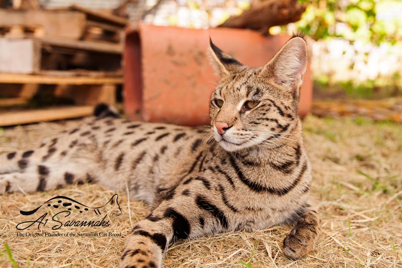 Savannah Cats