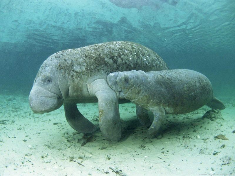 Manatee