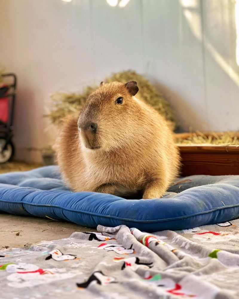 Capybaras