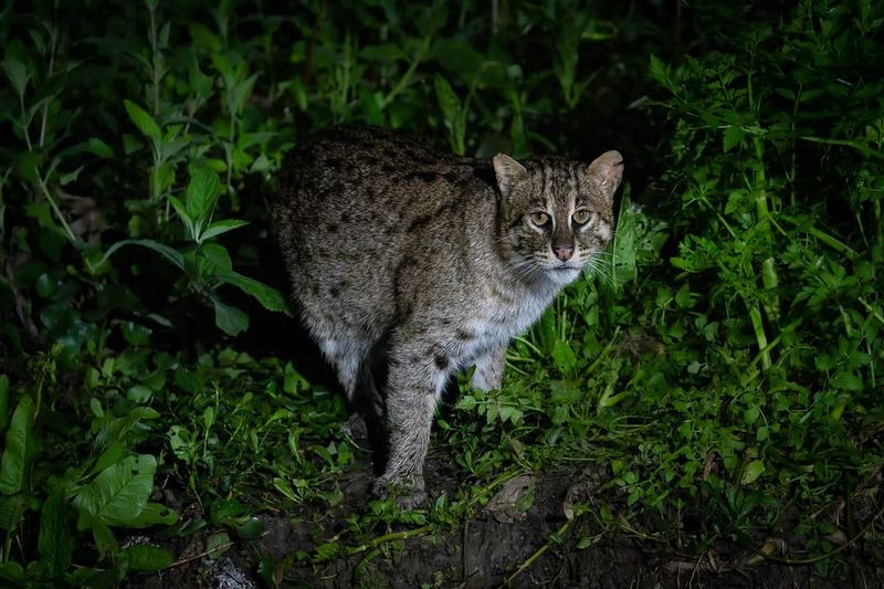 Fishing Cat