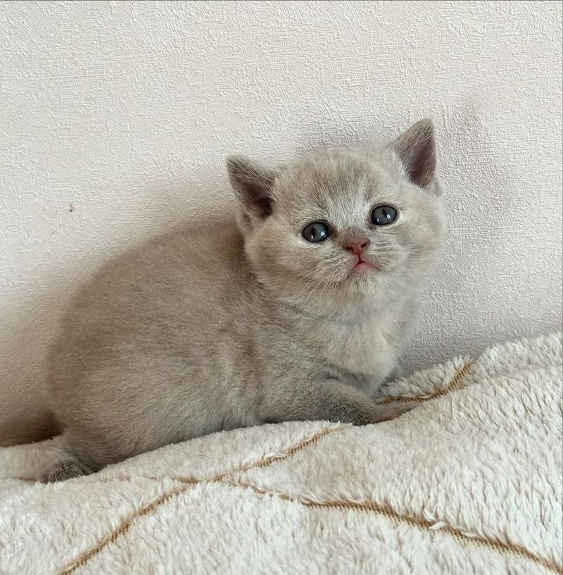 Celebrity Lilac Torties