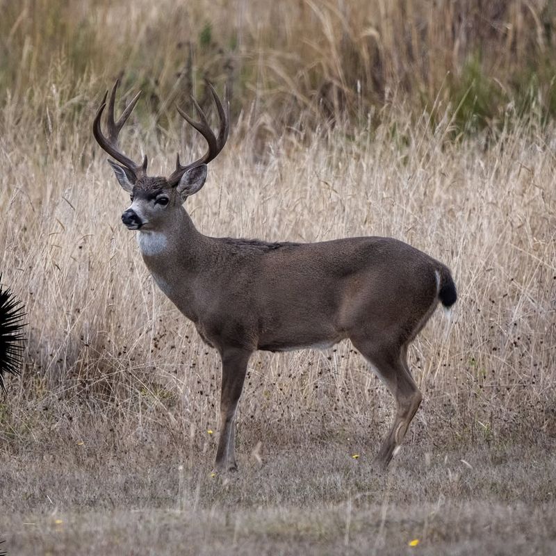 Black-Tailed Deer