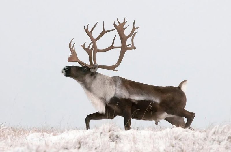Caribou
