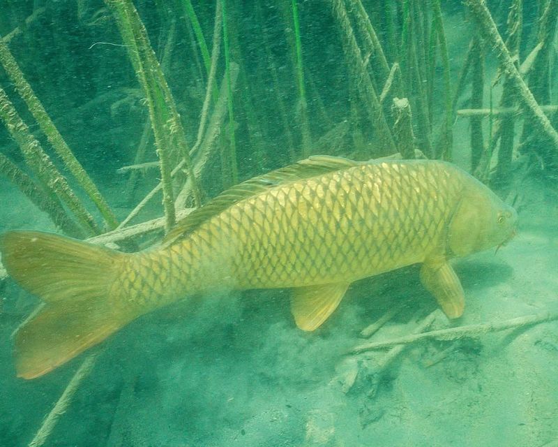 Carp