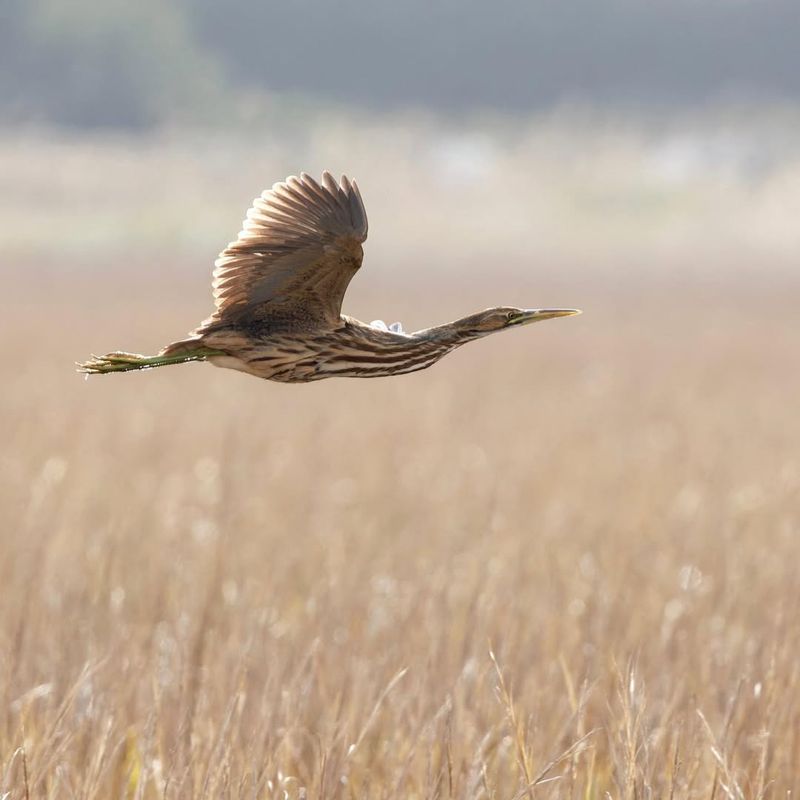 American Bittern