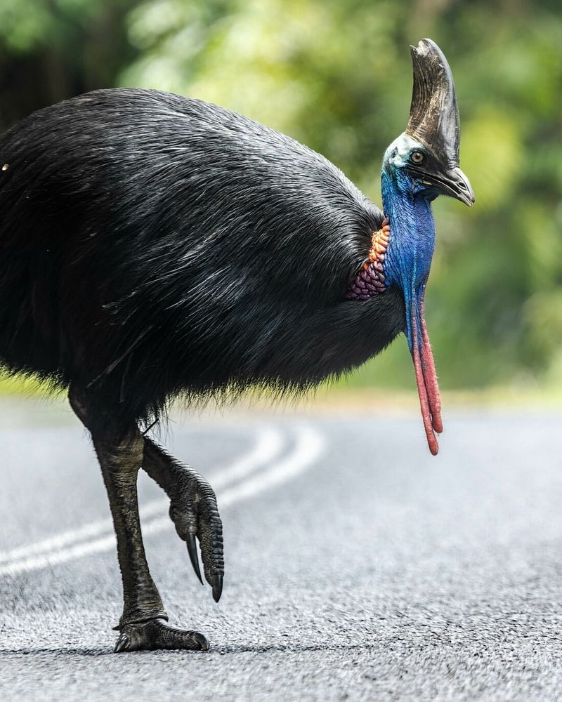 Cassowary