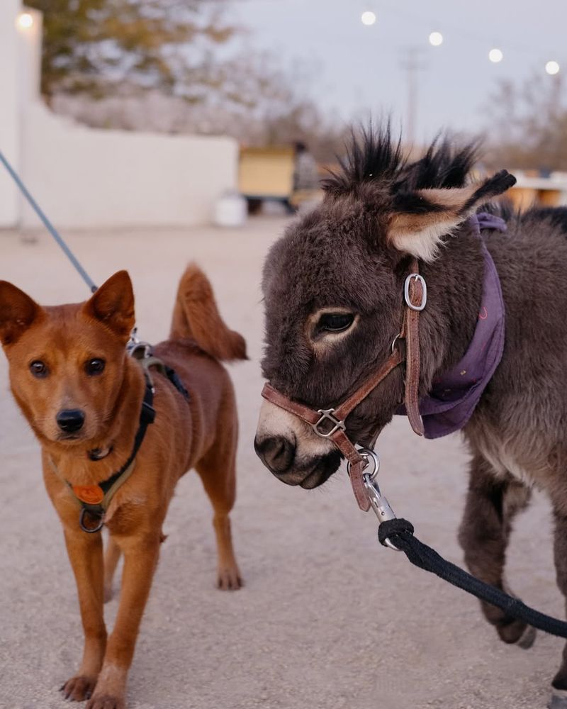 Donkey And Dog