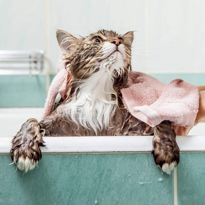 Senior Cat Shampoo