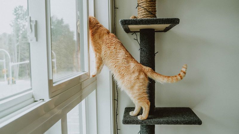 Cat Climbing Trees