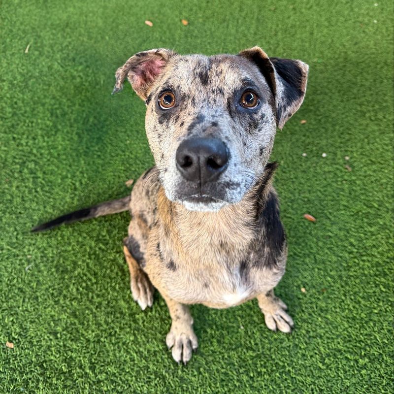 Catahoula Leopard Dog