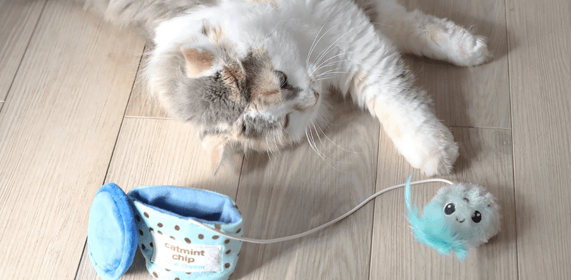 Catnip Toys