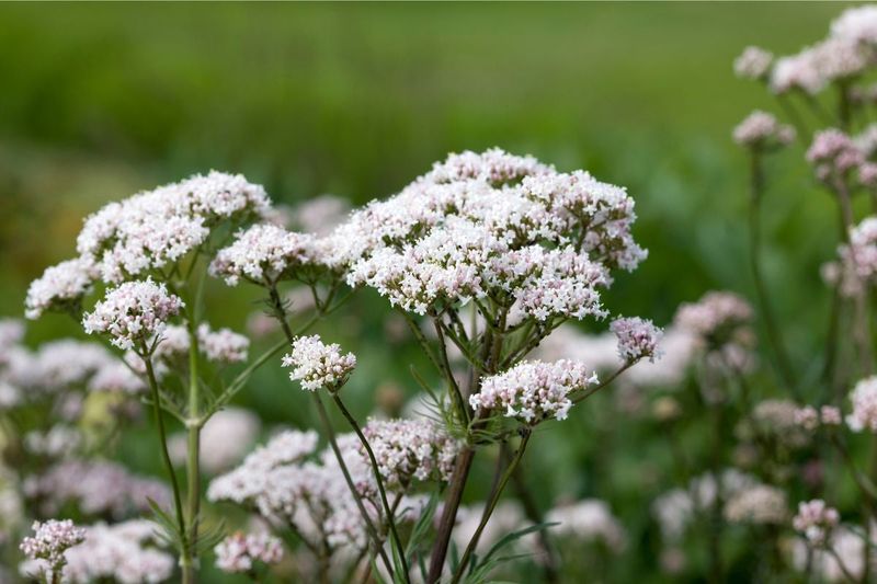 Valerian Root