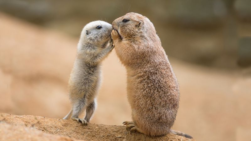 Prairie Dogs' Vocabulary