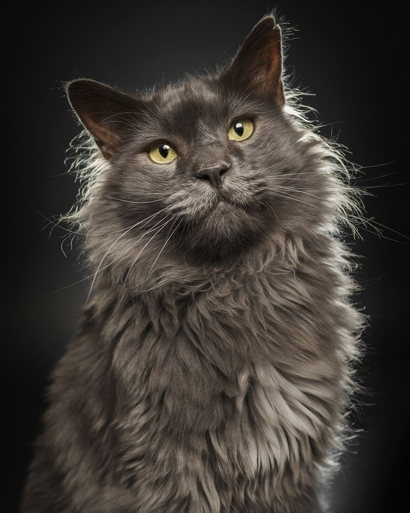 Cats