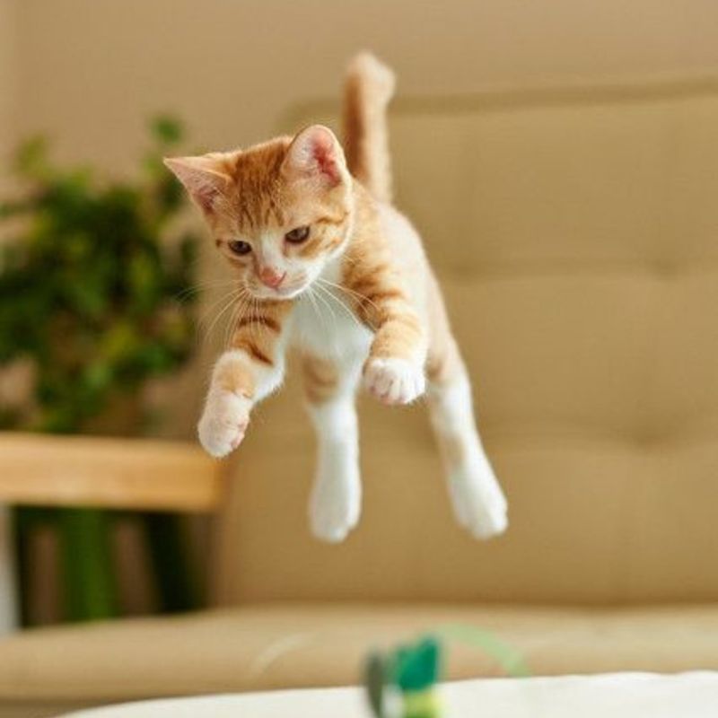 Cats' Fast Reflexes