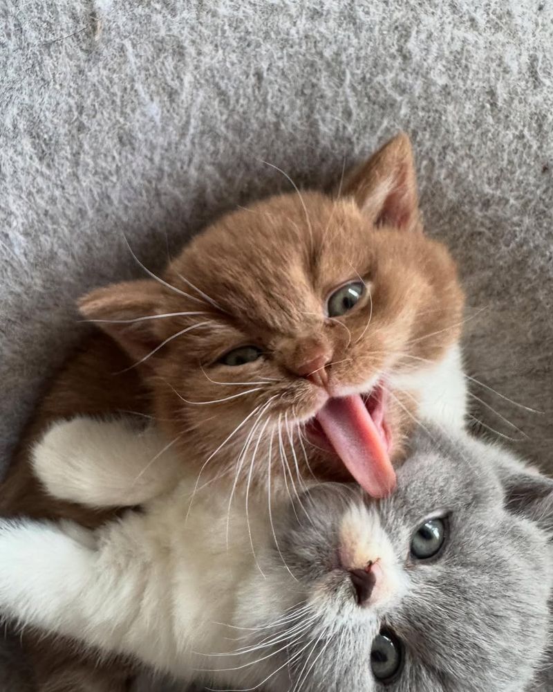 15 Little Known Facts About How Cats Experience The World