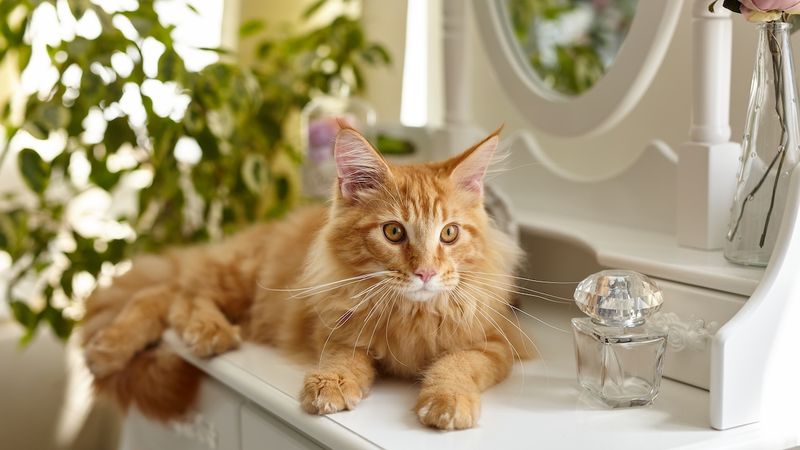 Cat’s DNA Reveals Husband’s Crime
