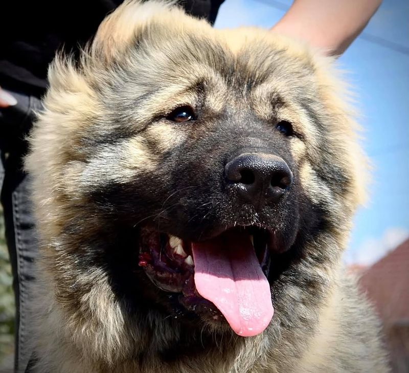 Caucasian Shepherd Dog