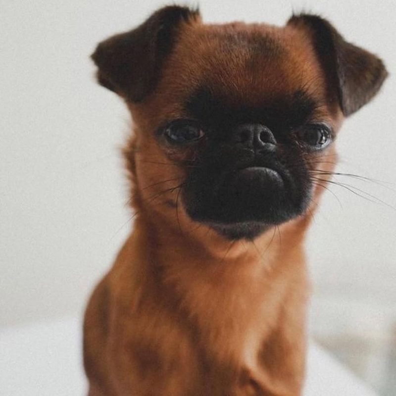 Brussels Griffon