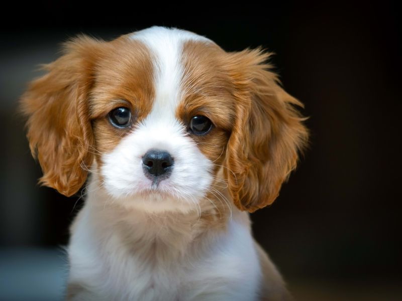Cavalier King Charles Spaniel