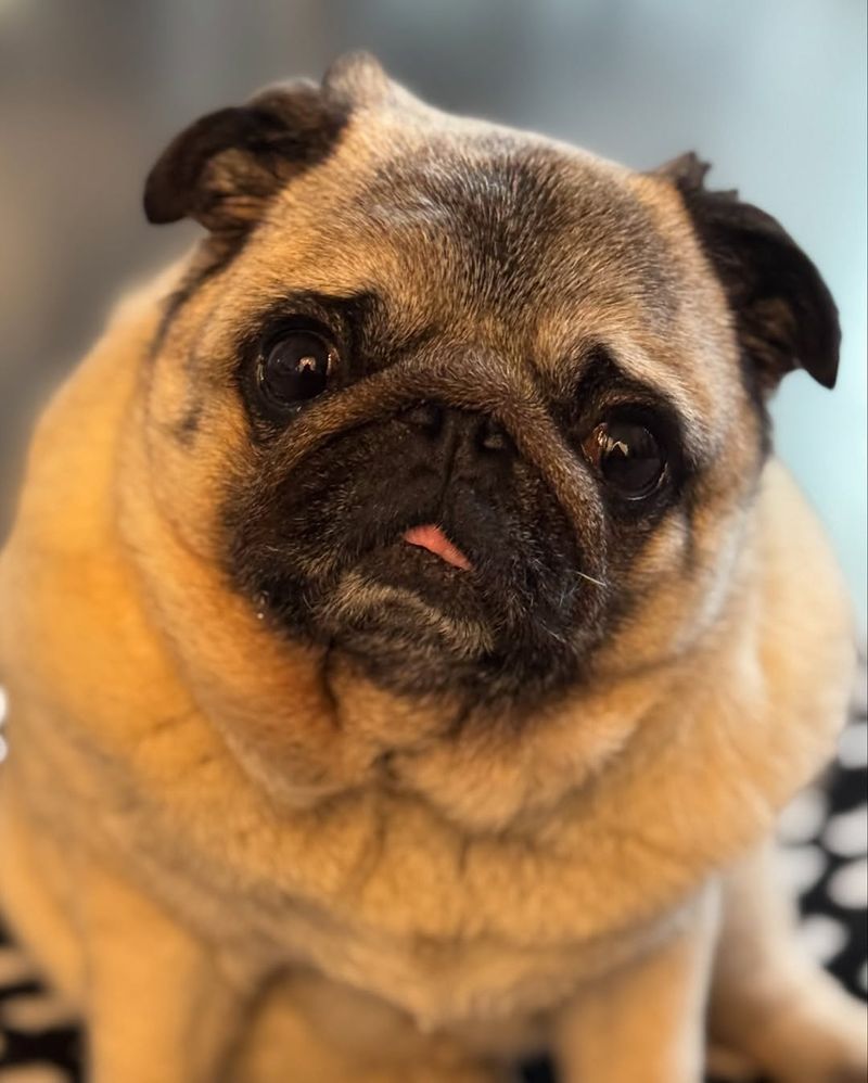 Pug