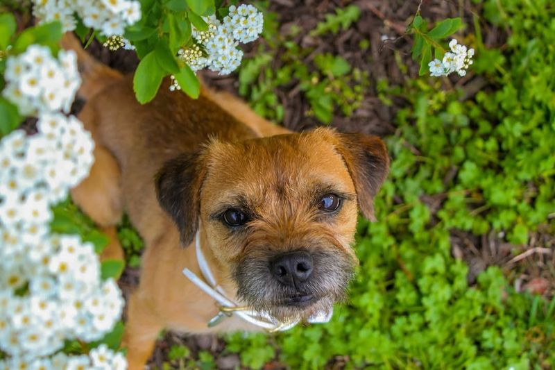 Border Terrier