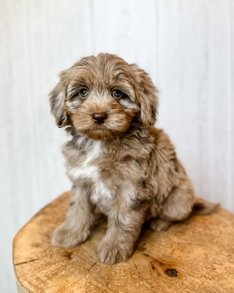 Aussiedoodle