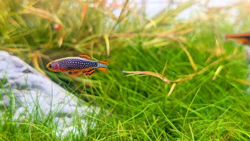 Celestial Pearl Danio