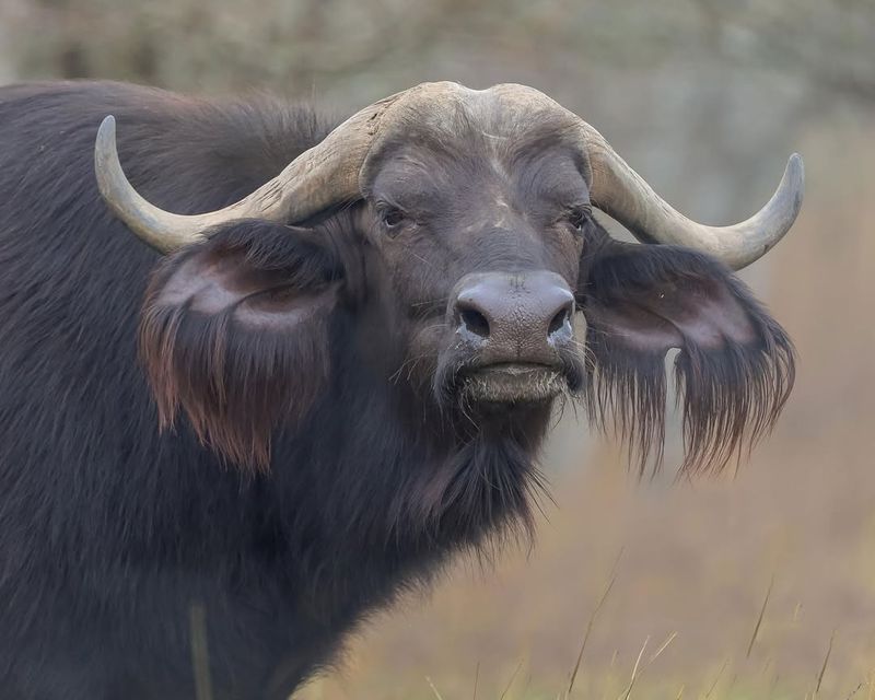 Cape Buffalo