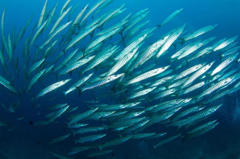 Certain Fish