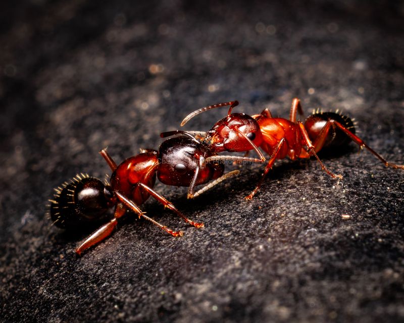 Certain Insects (e.g., Ants And Bees)