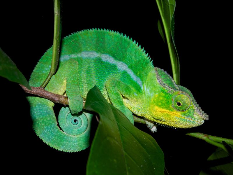 Chameleon