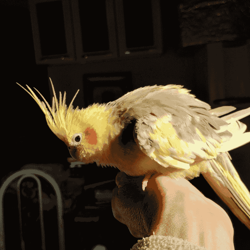 Cockatiel