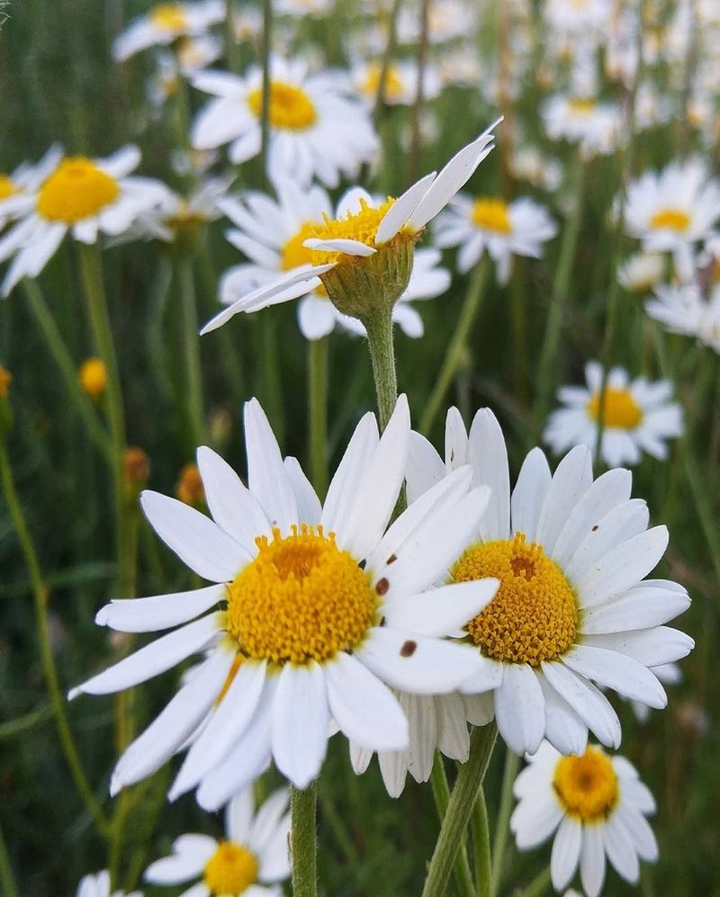 Chamomile