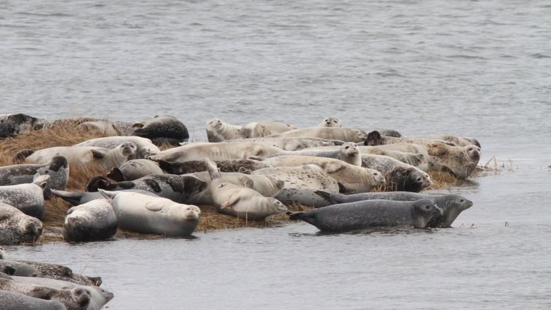 Increased Seal Populations