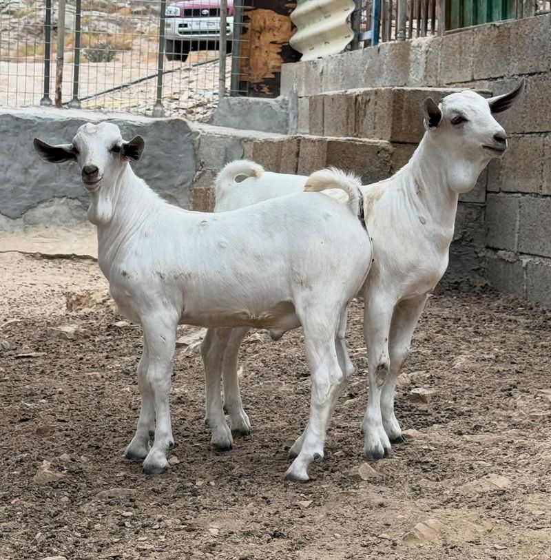 Somali Goat