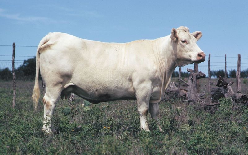 Charolais