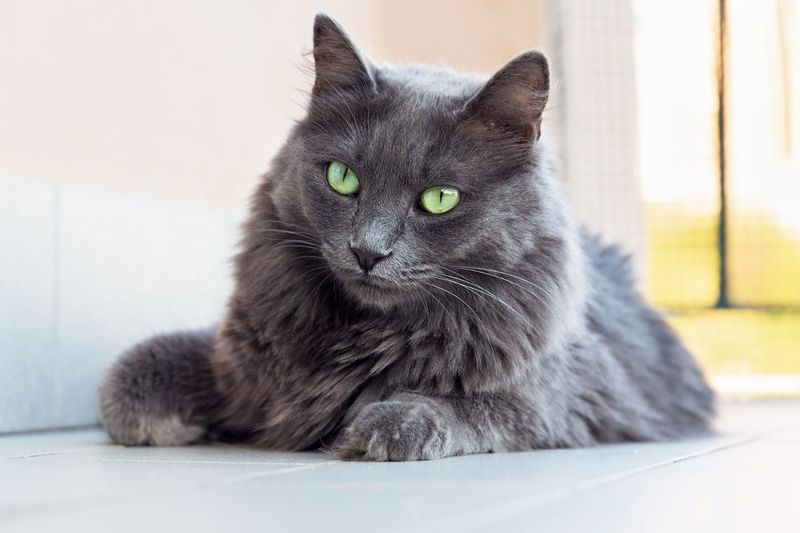 Nebelung