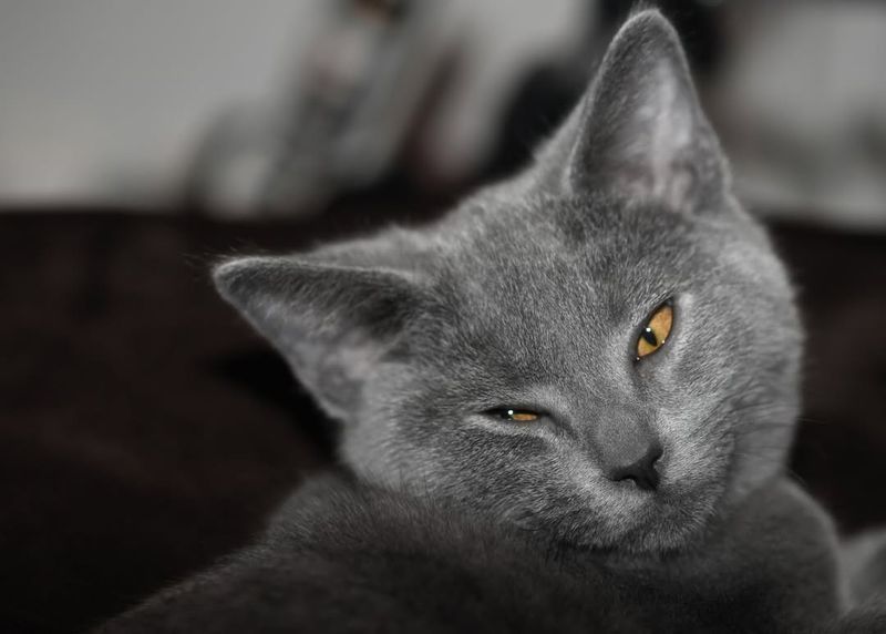 Chartreux